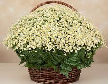 Цветочная композиция из Ромашки в корзине #REPLACE_PRED# Кисловодске