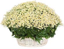 Цветочная композиция из Ромашки в корзине #REPLACE_PRED# Кисловодске